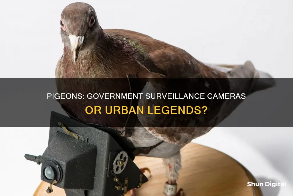 are pigeons government surveillance cameras