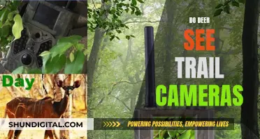 Trail Cameras: Can Deer See Them?