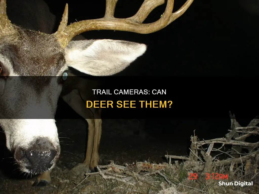 do deer see trail cameras