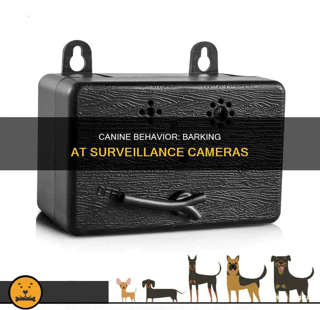 do dogs bark at surveillance cameras