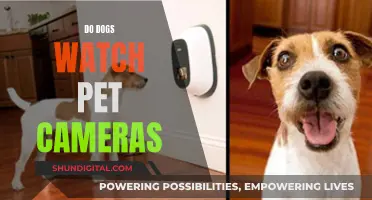 Pet Cameras: Do Dogs Watch and Care?