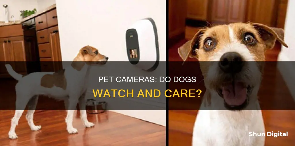 do dogs watch pet cameras