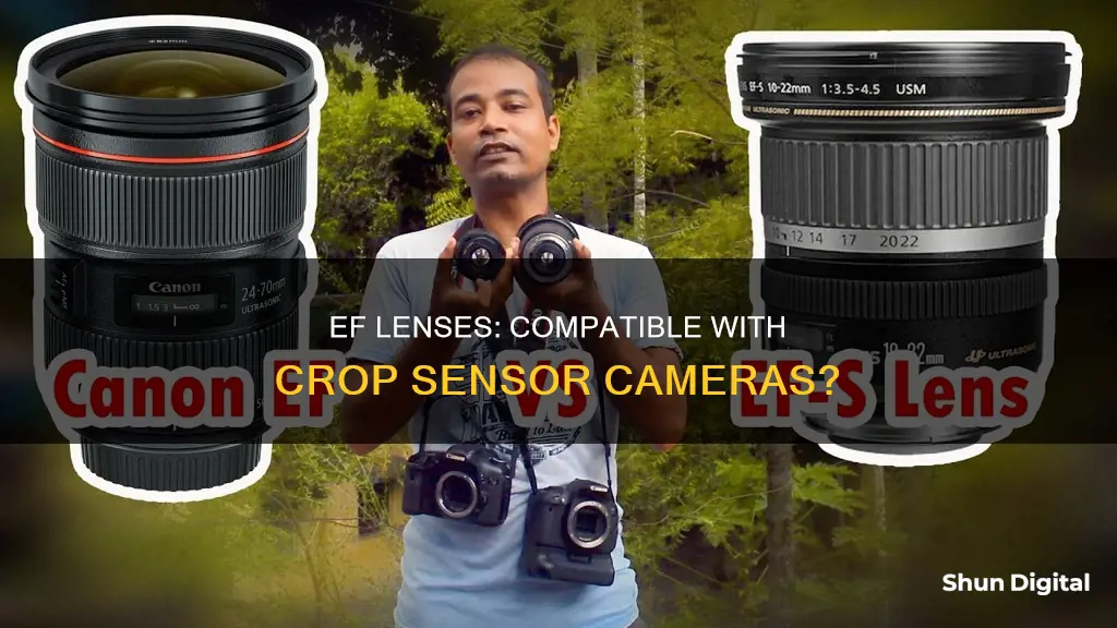 do ef lenses fit on crop sensor cameras