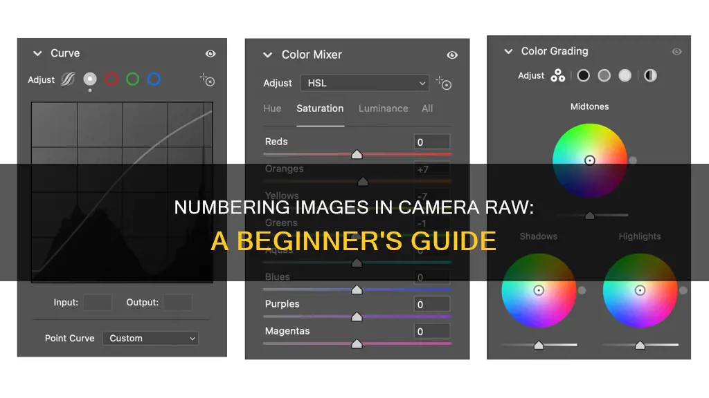 how do I begin numbering in camera raw