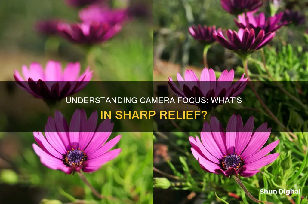 how do I know what is in focus camera