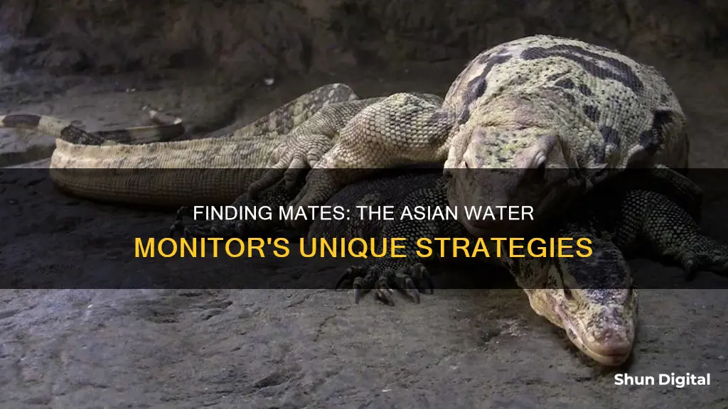 how does asian water monitor find its mate