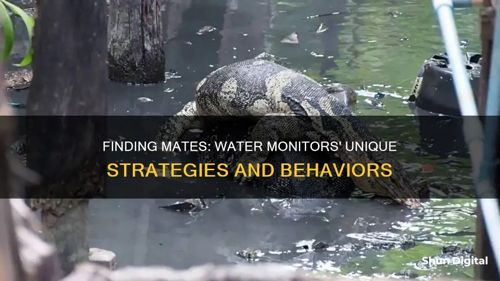 how does the water monitor find its mate