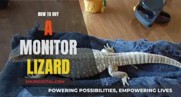 Buying Monitor Lizards: A Beginner's Guide