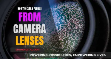 Cleaning Camera Lenses: Removing Fungus and Mold