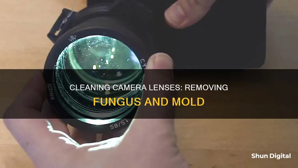 how to clean fungus from camera lenses