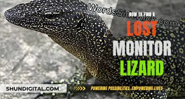 Finding a Lost Monitor Lizard: A Comprehensive Guide