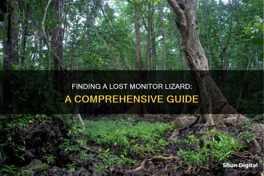 how to find a lost monitor lizard