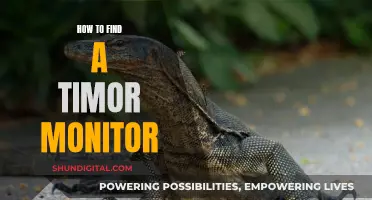 Finding a Timor Monitor: A Comprehensive Guide