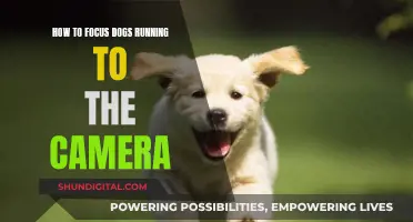 Focusing on Fido: Tricks for Dogs Running to Camera