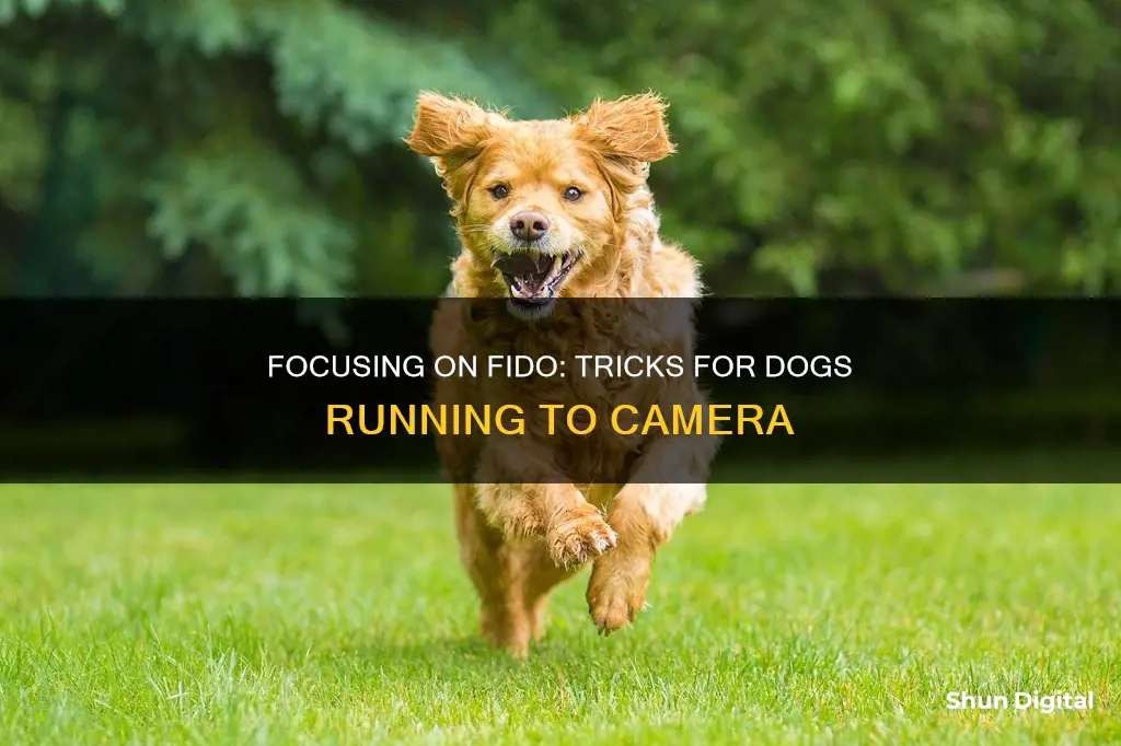 how to focus dogs running to the camera