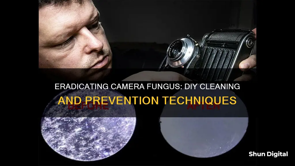 how to remove camera fungus