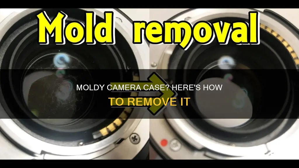 how to remove mold from camera case