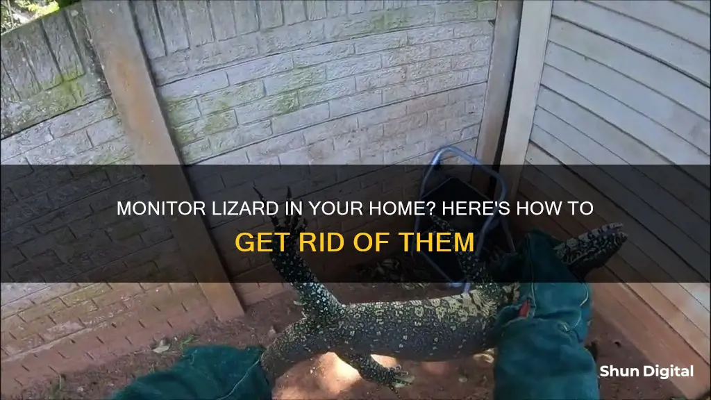 how to remove monitor lizard from home