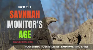 Determining the Age of Your Savannah Monitor