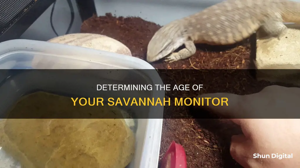 how to tell a savnnah monitor