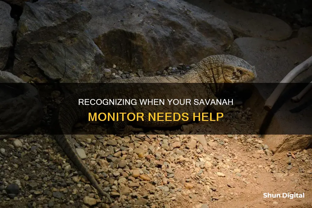 how to tell if your savanah monitor is dying