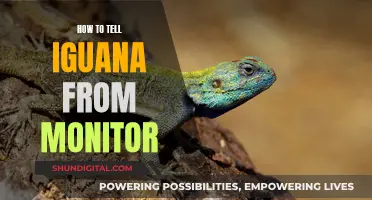 Differentiating Iguanas and Monitors: A Quick Guide