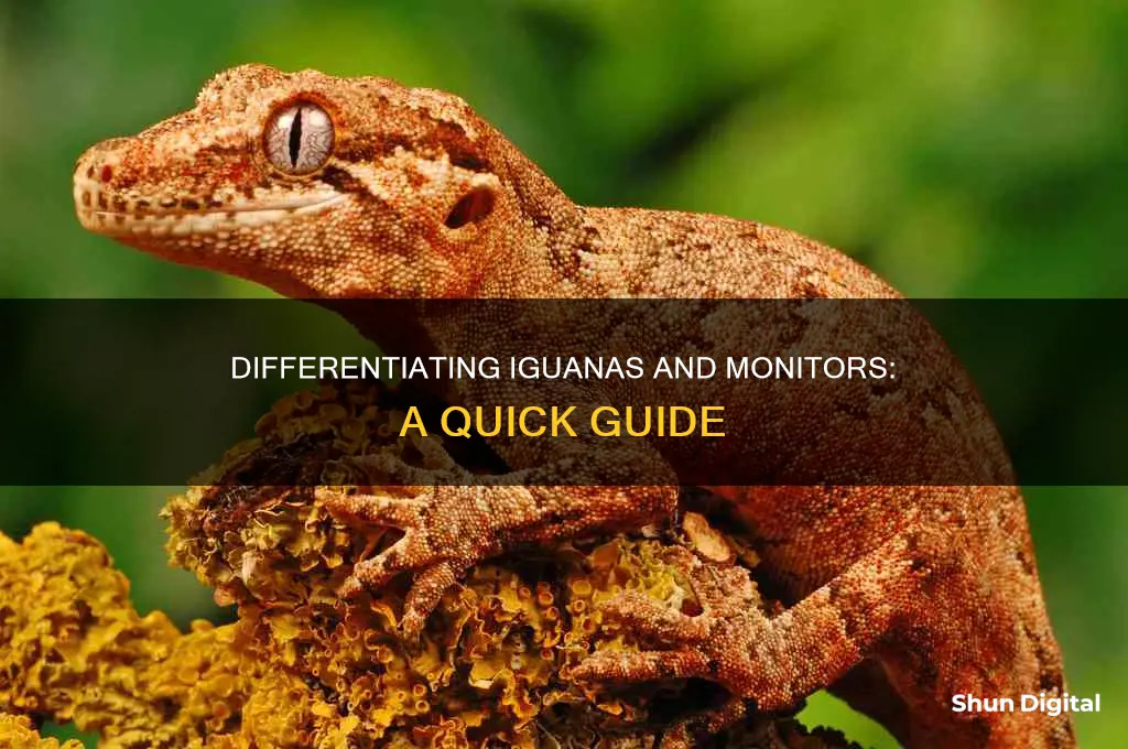 how to tell iguana from monitor