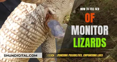 Identifying Monitor Lizards: Sex Determination Techniques and Tricks