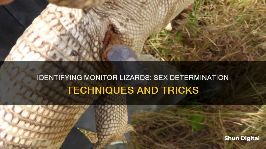 how to tell sex of monitor lizards