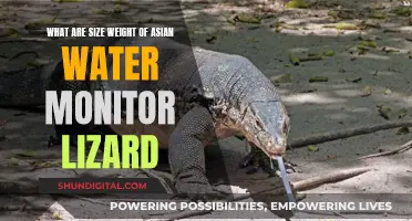 The Asian Water Monitor Lizard: Size and Weight Guide