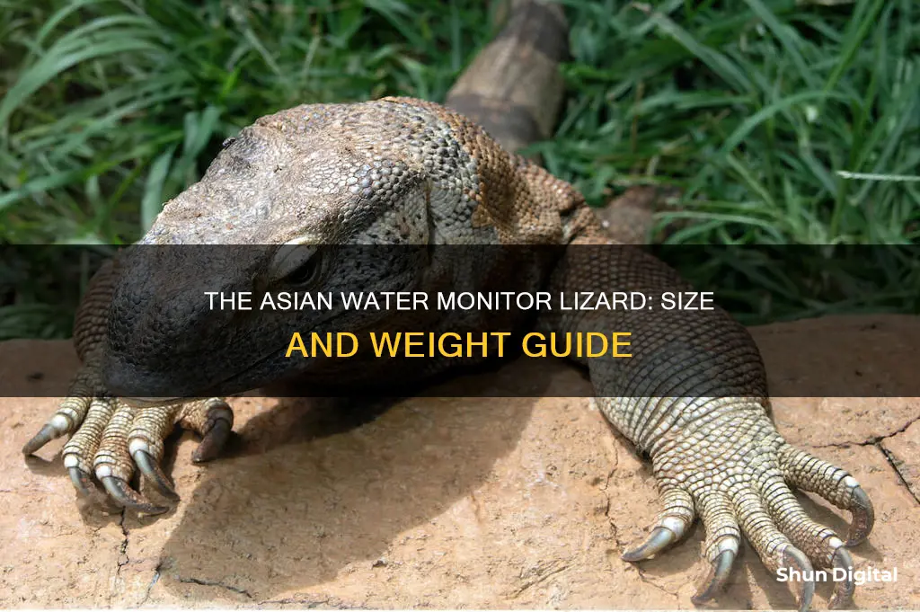 what are size weight of asian water monitor lizard