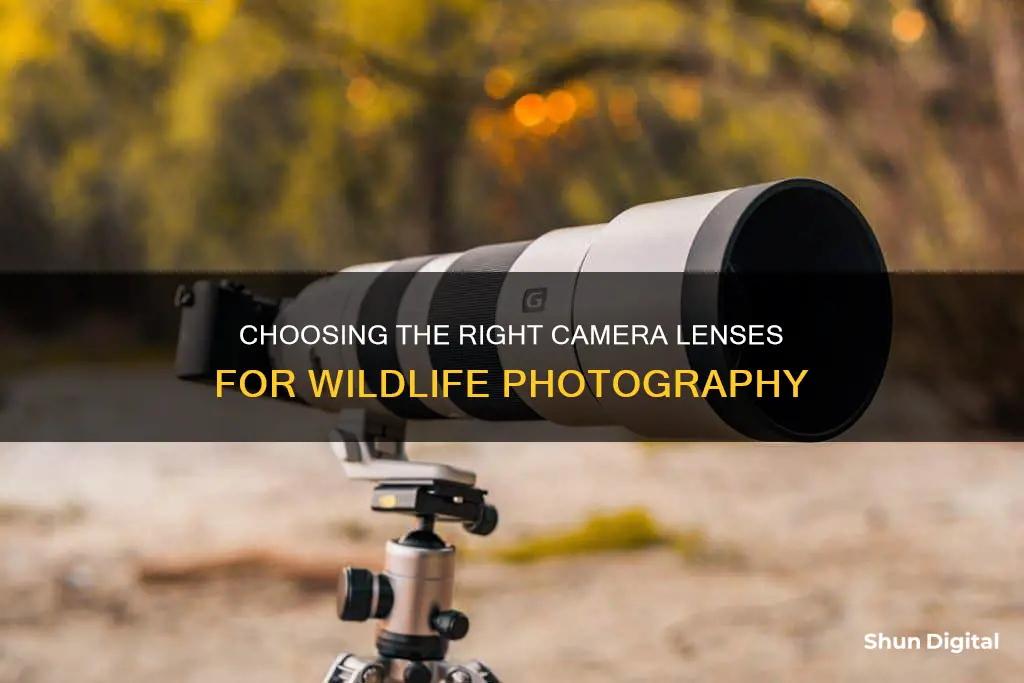 what camera lenses size for wild life