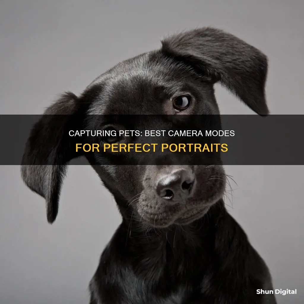 what camera mode touse with pet portraits