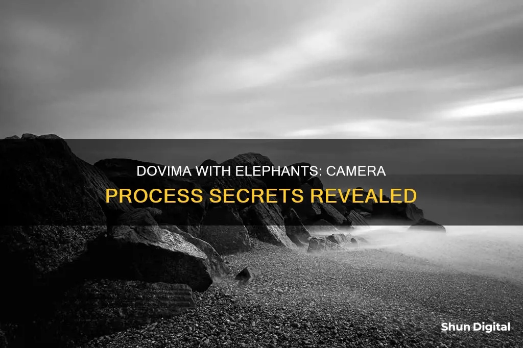 what camera process was dovima with elephants made with