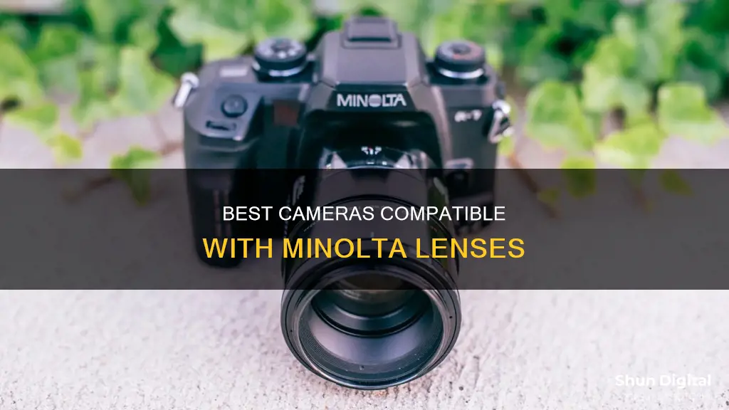 what cameras are compatible with minolta lenses