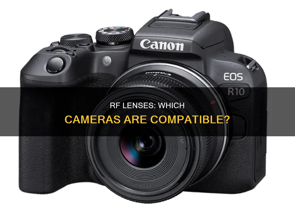 what cameras are rf lenses compatible with