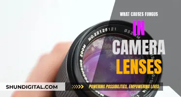 Fungus in Camera Lenses: Causes and Prevention Tips