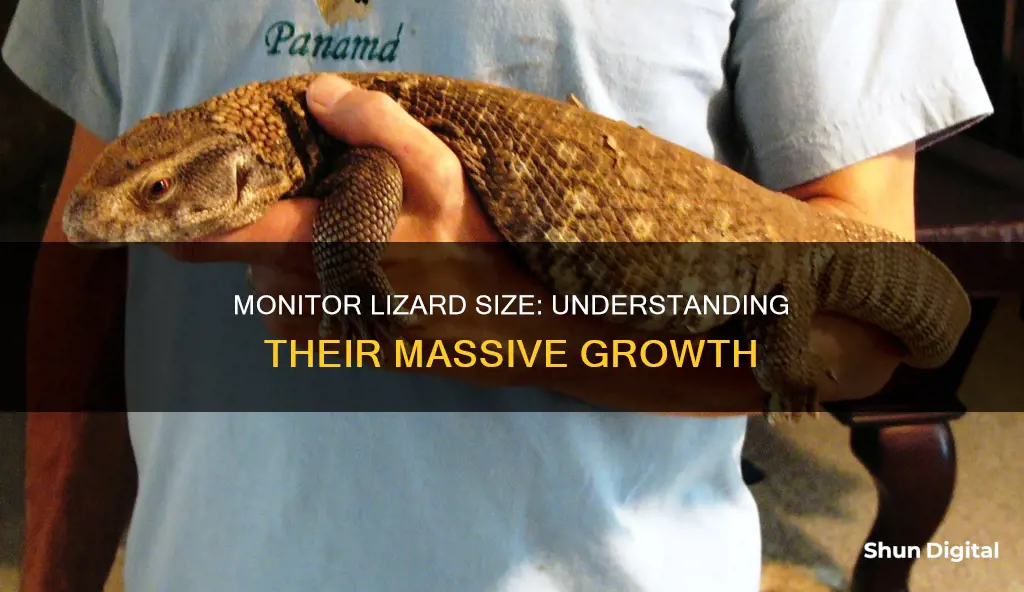 what is the size of a monitor lizard