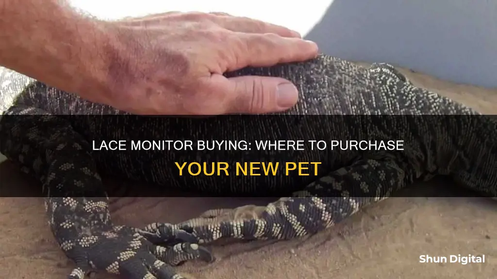 where to buy a lace monitor