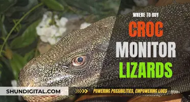 Best Places to Buy Pet Crocodile Monitor Lizards