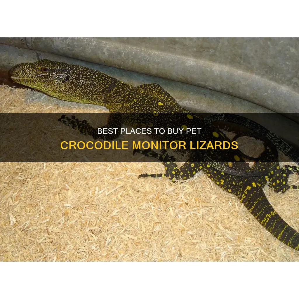 where to buy croc monitor lizards