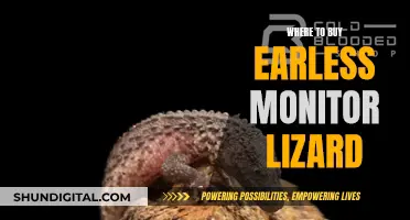 Best Places to Buy Earless Monitor Lizards