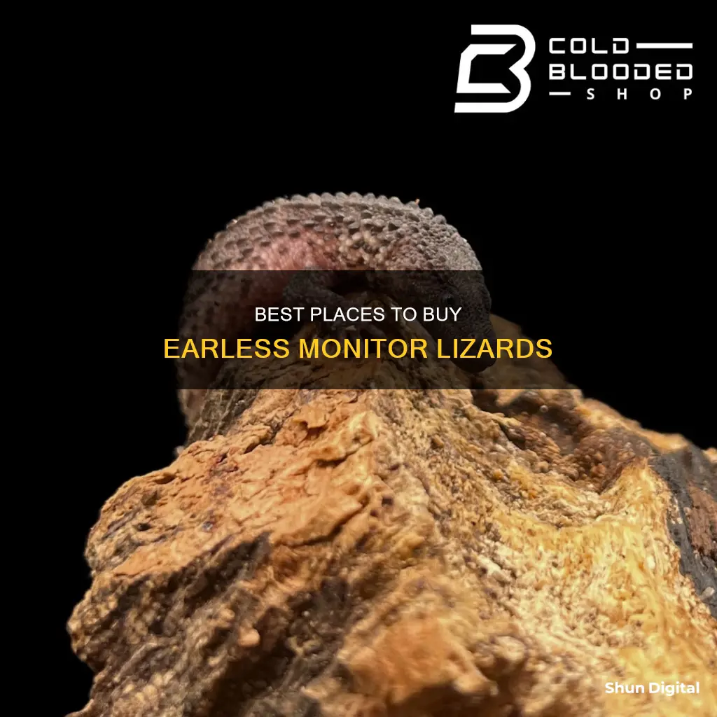 where to buy earless monitor lizard