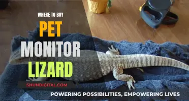 Best Monitor Lizard Retailers for Your Pet