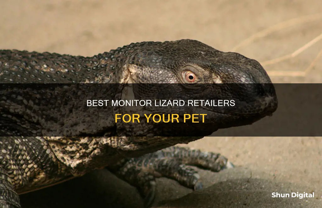 where to buy pet monitor lizard