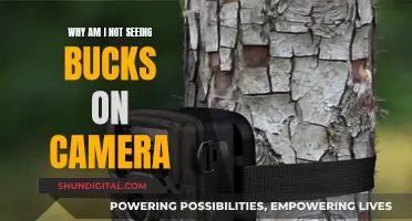 Where Are the Bucks? Camera Tips for Hunters