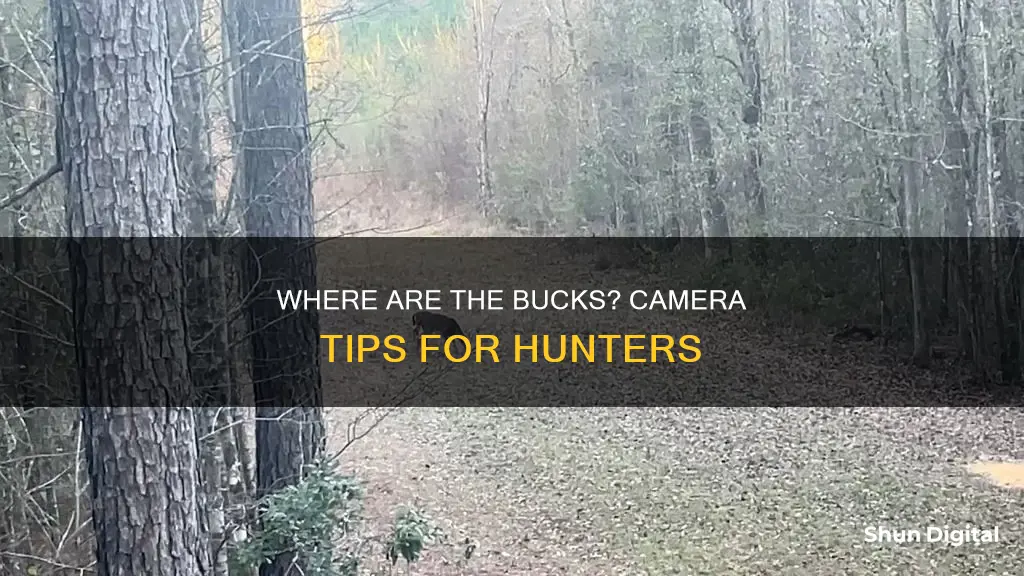 why am I not seeing bucks on camera