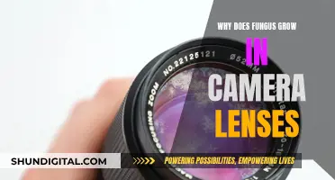 Fungus and Camera Lenses: A Battle for Clarity